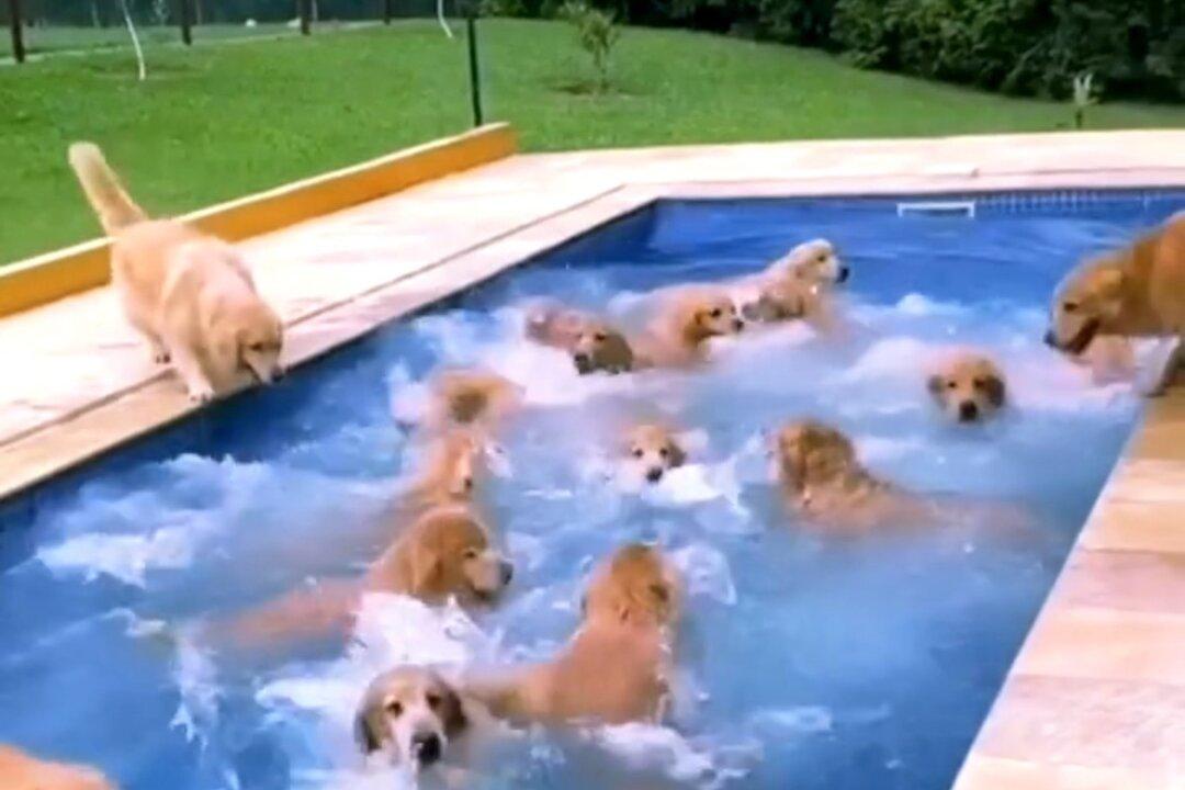 Bunch of Adorable Golden Retrievers Splash Around in Pool