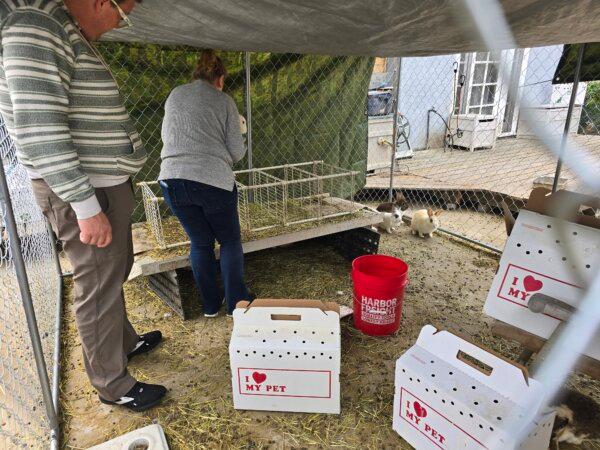 One hundred rabbits were rescued from a home in Granada Hills, Calif., on Feb. 20, 2024. (Courtesy of Bunny World Foundation)