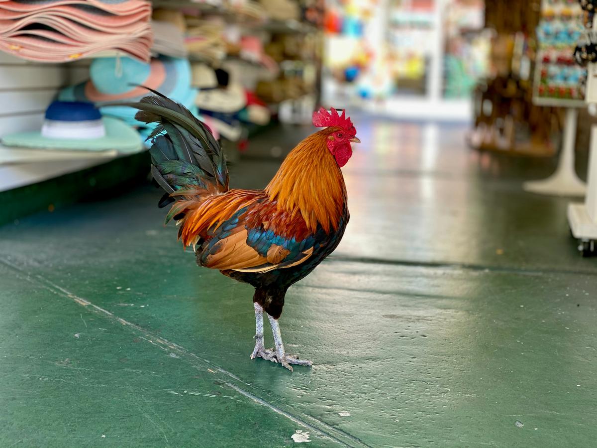 Roosters on Key West provide plenty of local color. (Charlie Wollborg/Unsplash)
