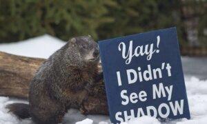 Groundhog Day: Canada’s Famous Furry Forecasters Predict Early Spring