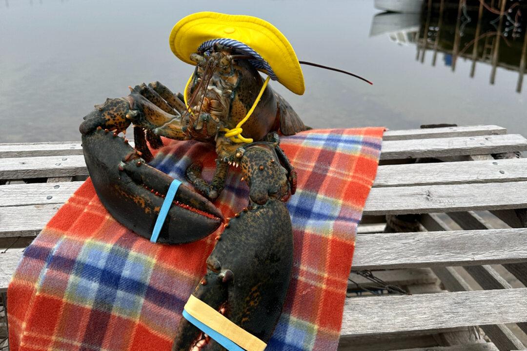 Nova Scotia’s Lucy the Lobster Disagrees With Groundhogs’ Prediction of Early Spring