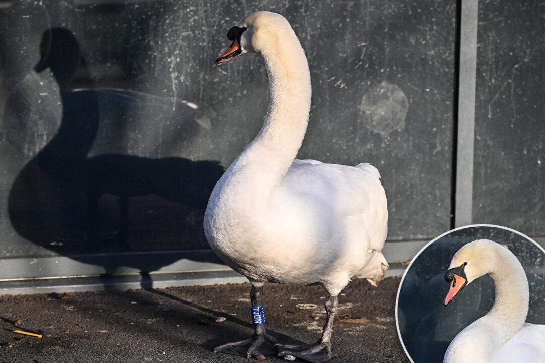 Swan Stares At Her Reflection in Windows to Mourn Dead Partner, Touches Hearts