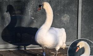 Swan Stares at Her Reflection in Windows to Mourn Dead Partner, Touches Hearts