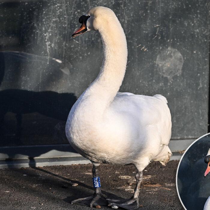 Swan Stares At Her Reflection in Windows to Mourn Dead Partner, Touches Hearts