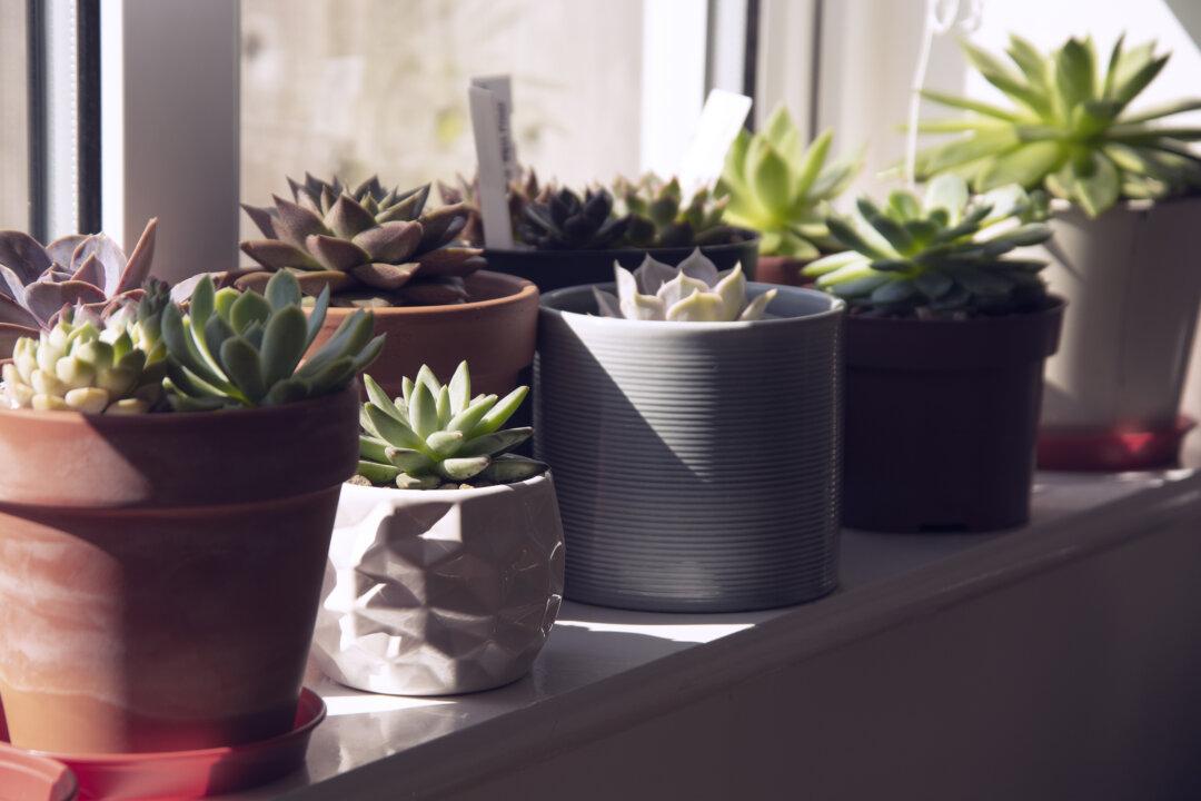 How to Grow a Beautiful Indoor Succulent Garden