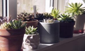How to Grow a Beautiful Indoor Succulent Garden