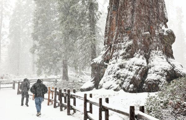 Visitors walk as snow falls in the Grant Grove of giant sequoia trees during an atmospheric river storm in Kings Canyon National Park, Calif., on Feb. 1, 2024. Currently, the statewide snowpack is at 52 percent of its historical average. (Mario Tama/Getty Images)