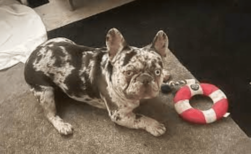 Woman Arrested in Dog Snatching at Downtown Los Angeles Patio Diner