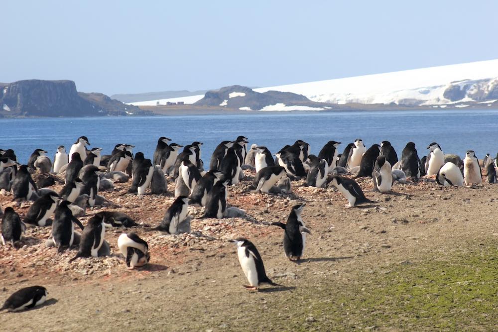 The South Shetland Islands are home to multiple species of penguins, including Adélie, Chinstrap, and Gentoo penguins. (Kostiantyn Talakh/Shutterstock)