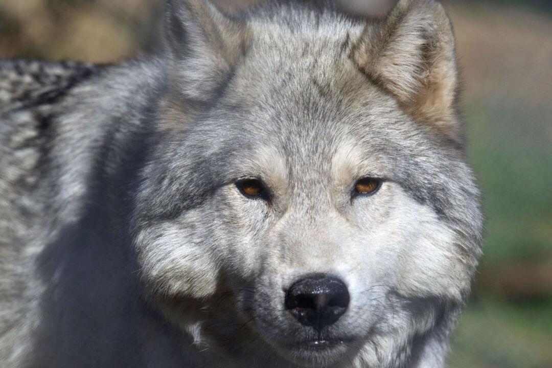 Pay a Visit to Majestic Endangered Wolves