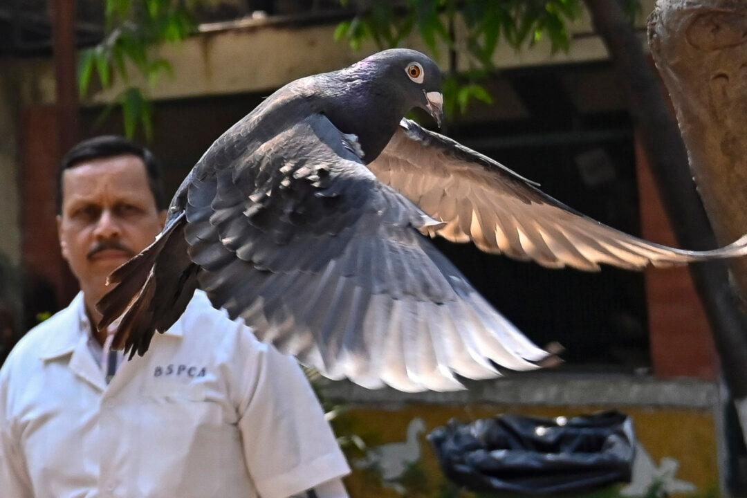 Indian Police Clear a Suspected Chinese Spy Pigeon After 8 Months in Bird Lockup