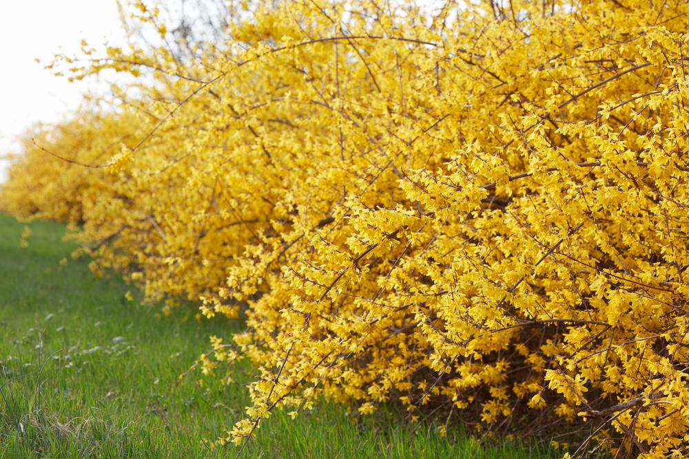 Forsythia hedges are known for their delightful yellow spring flowers that arrive before the leaves. (andersphoto/Shutterstock)