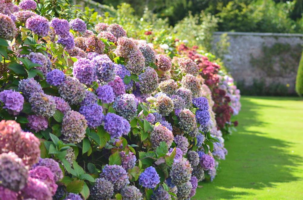 Hydrangeas can be easily shaped into a hedge that fills the garden with color and fragrance. (Diana Elfmarkova/Shutterstock)