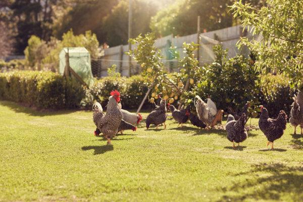 Raising livestock provides meat and dairy and a wealth of knowledge and skills. (mavo/Shutterstock)