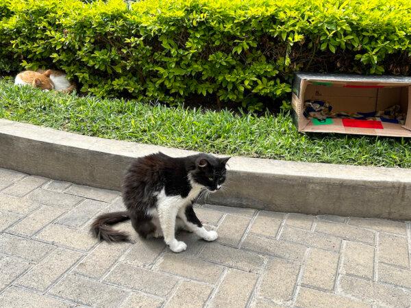 In John F. Kennedy Park, dozens of cats are free to roam and are well cared for by local volunteers. (Colleen Thomas/TNS)