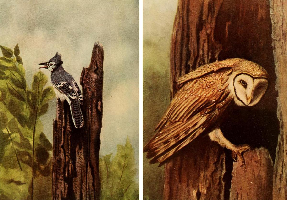 Two illustrated plates from "What I Have Done With Birds," 1907, by Gene Stratton-Porter. Internet Archive. (Public Domain)