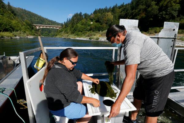 Two technicians with the Yurok Fisheries Department monitor fish captured by a rotary screw trap on the Klamath River in Weitchpec, Calif., on June 9, 2021. (Justin Sullivan/Getty Images)