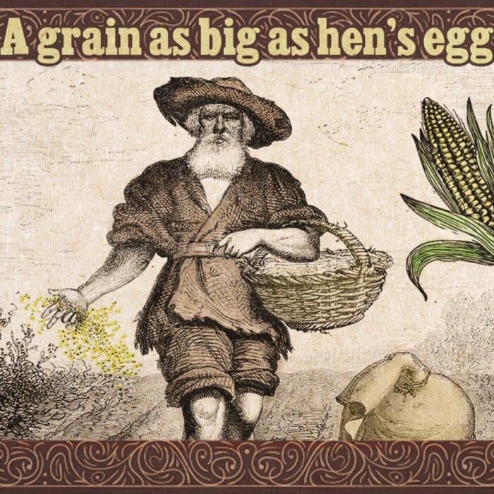 People Confused Why a Grain Is As Big As a Hen’s Egg—So an Old Farmer Reveals the Simple Reason