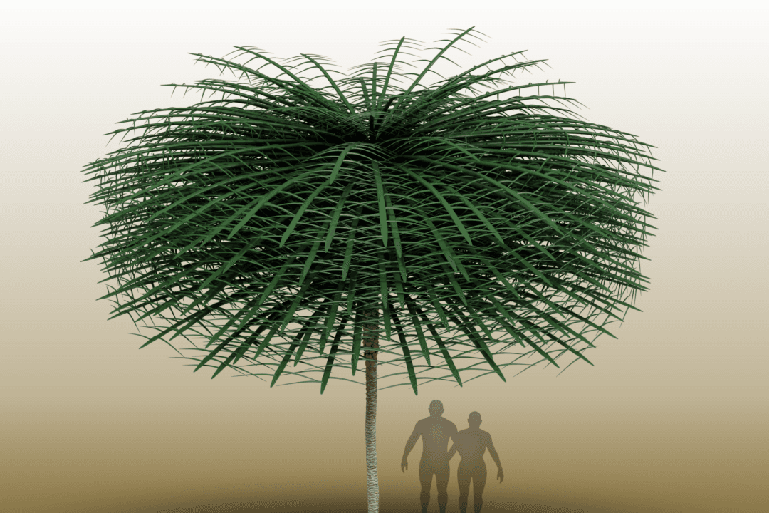 Canadian Researchers’ Rare Discovery Reveals Unusual Tree From 350 Million Years Ago