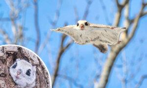 Flying Squirrels: Adorable ‘Forest Ninjas,’ Snapped Gliding Between Tree Branches in Japan