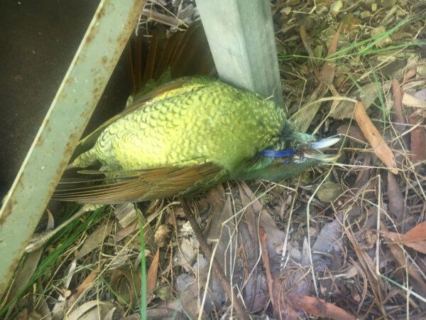 Deceased juvenile male Bowerbird from milk bottle-top ring entanglement. (Courtesy of Susan Roxon)