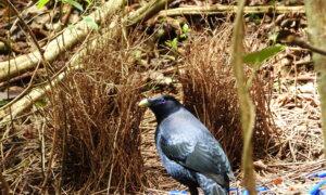 Wildlife Groups