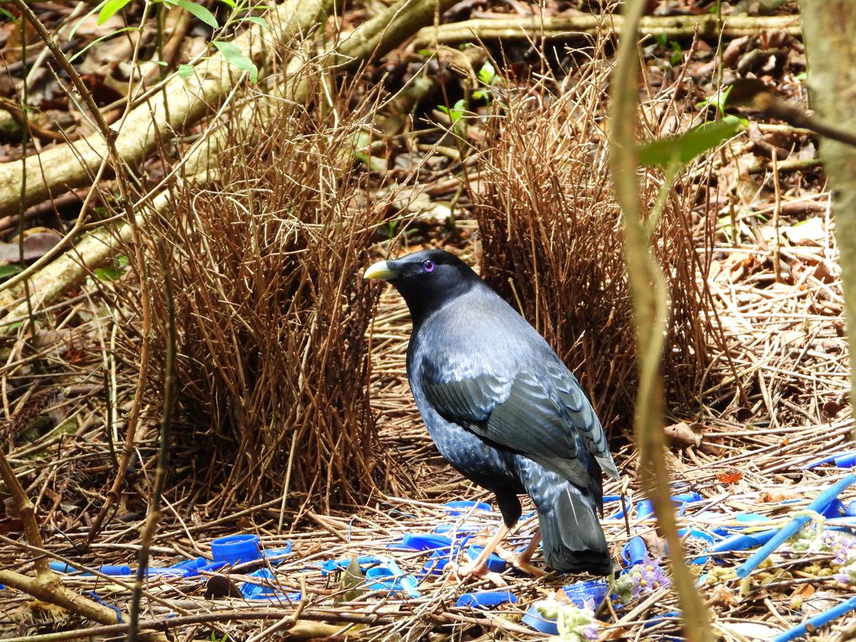 Clear Bottle Lids to Save Birds: Wildlife Groups