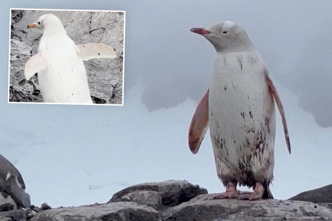 RARE VIDEO: One-in-20,000 All-White Penguin Spotted Chilling in Icy Antarctica