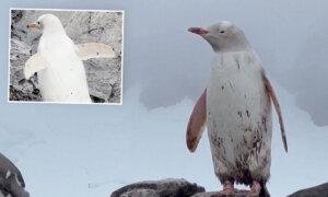 RARE VIDEO: One-in-20,000 All-White Penguin Spotted Chilling in Icy Antarctica