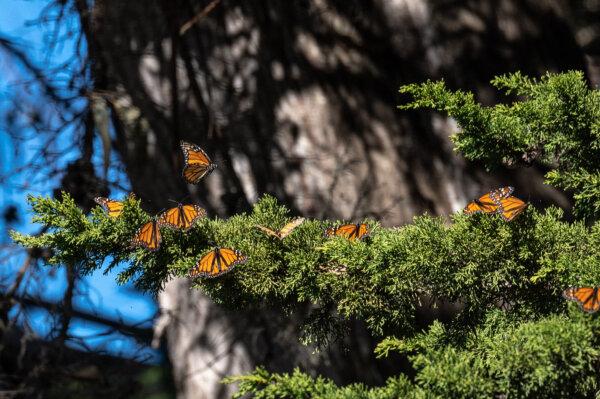 Monarch butterflies are seen as they overwinter in a protected area inside Natural Bridges State Beach in Santa Cruz, Calif., on Jan. 26, 2023. (Amy Osborne/AFP via Getty Images)