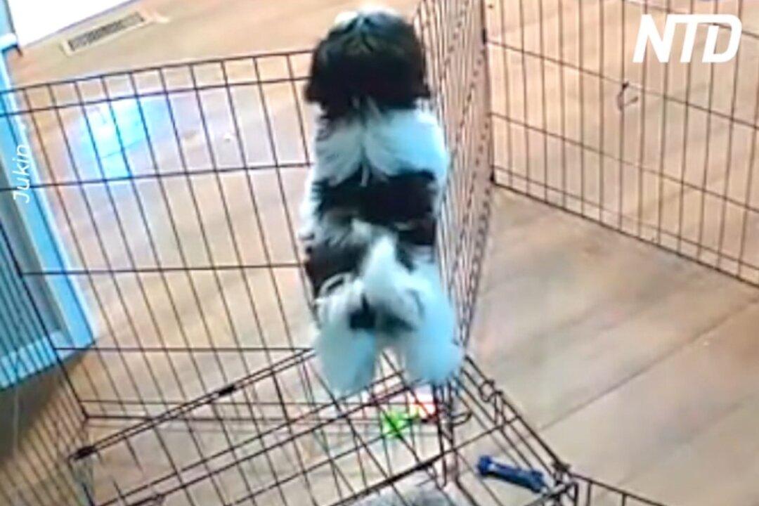 Smart Dog Escapes Cage Brilliantly