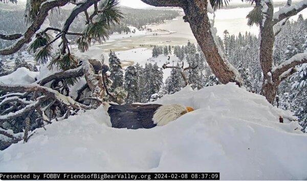 In this image from video, a bald eagle nests over three eggs in Big Bear Valley, in the San Bernardino Mountains of Southern Calif., on Feb. 8, 2024. (Friends of Big Bear Valley via AP)