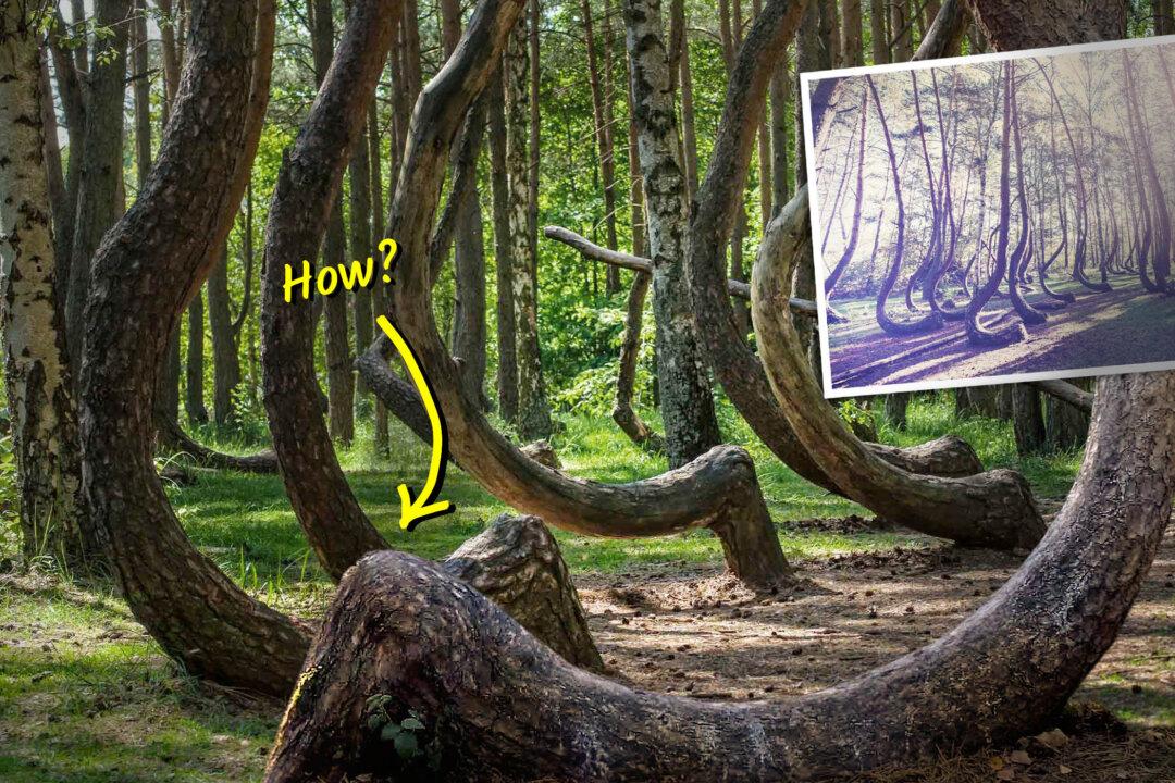 This Forest Is Full of Weirdly Crooked Trees That Bend for No Known Reason—But Science Says This