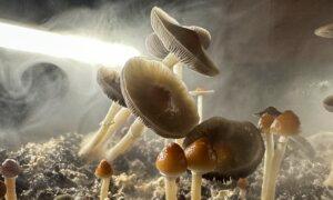 Revamped ‘Magic Mushroom’ Bill Proposes Legal Psychedelic Therapy in California