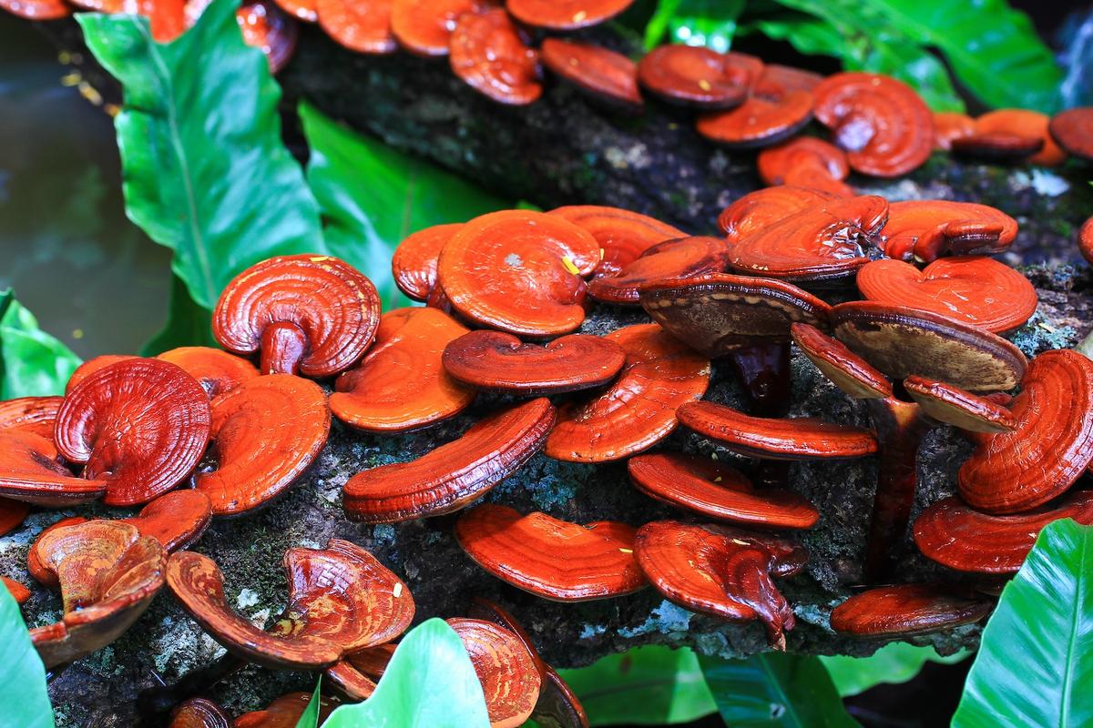 Reishi (Ganoderma lucidum) growing on a farm. (apiguide/Shutterstock)