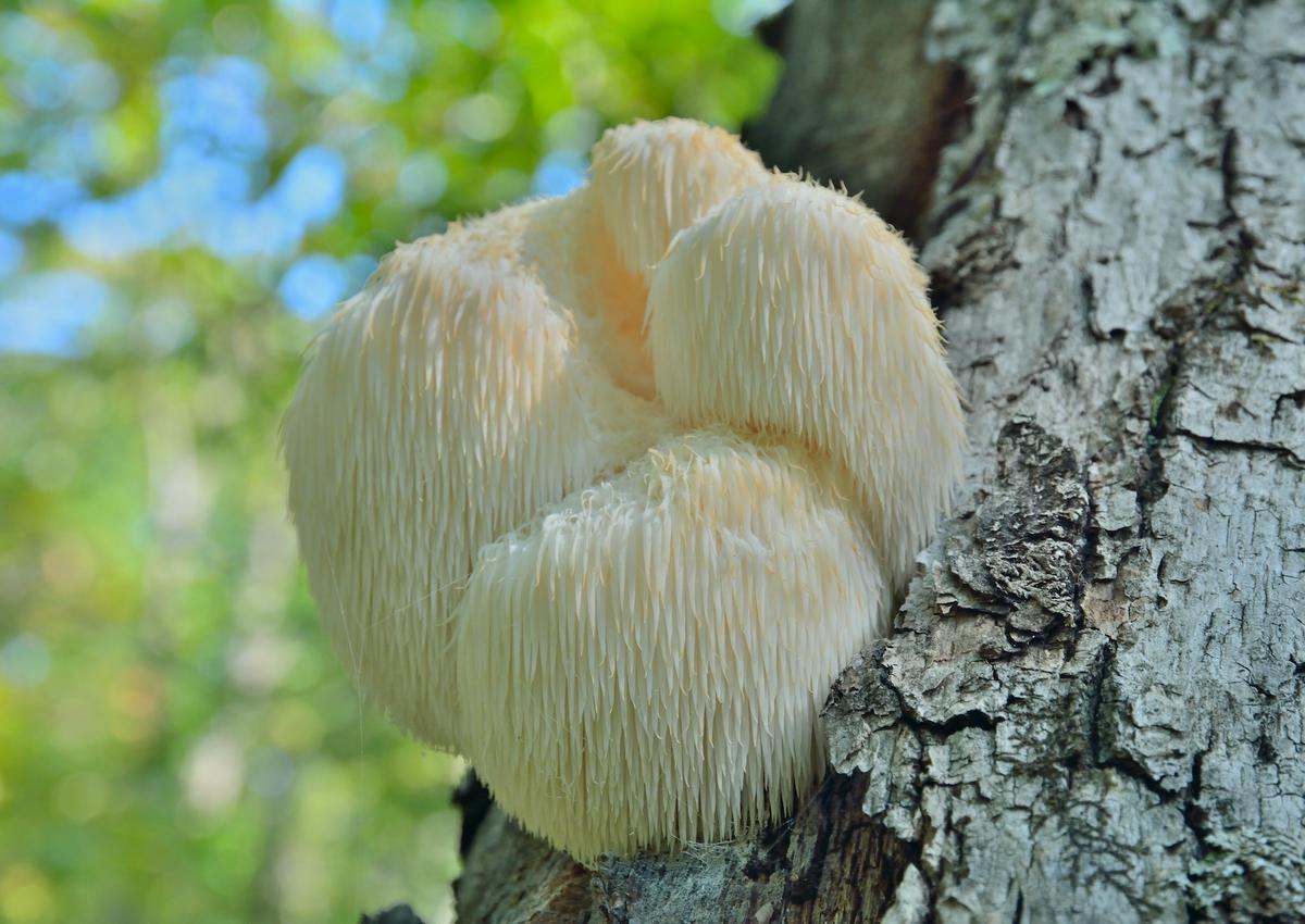 The edible lion’s mane mushroom (Hericium erinaceus) grows on a tree. (Kirsanov Valeriy Vladimirovich/Shutterstock)