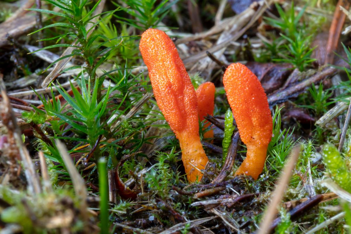 Wild Cordyceps militaris fungus. (Edwin Butter/Shutterstock)