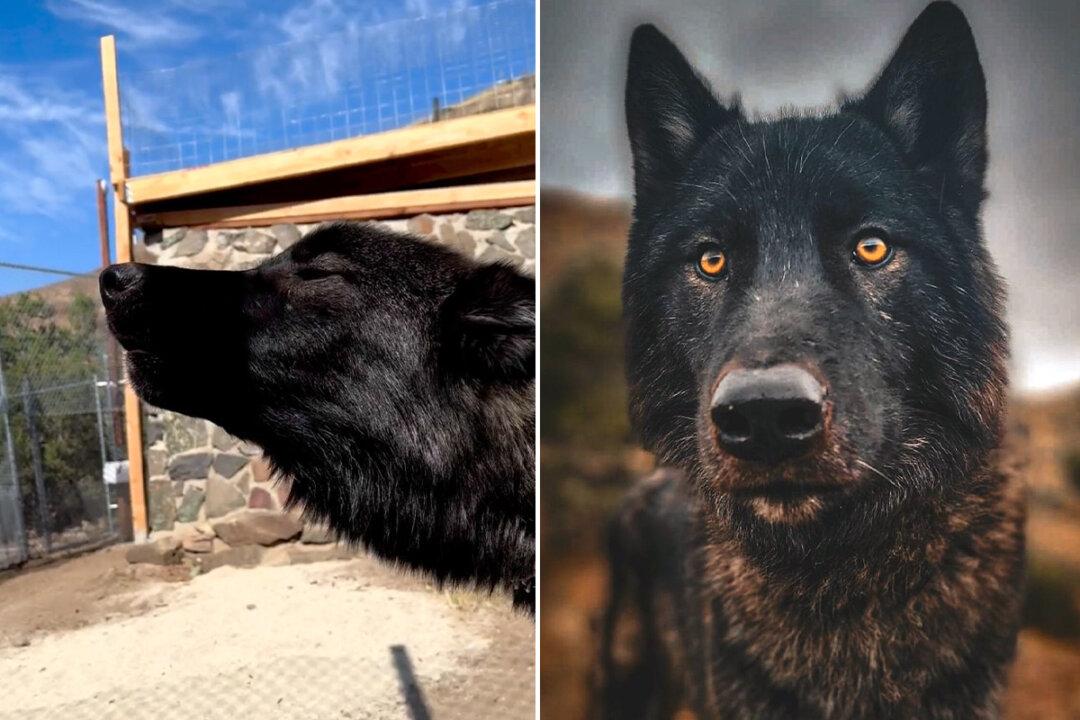 VIDEO: Wolfdog Howls Emotionally With His New Pack After Being Rescued