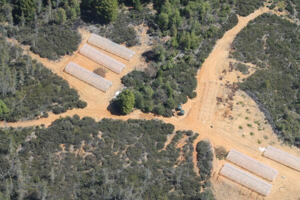 Illegal commercial cannabis operation showing unpermitted land clearing, water tanks, and greenhouses, as seen from above during a raid by the Mendocino County Sheriff's Department. (Courtesy of the Mendocino County Sheriff's Department)