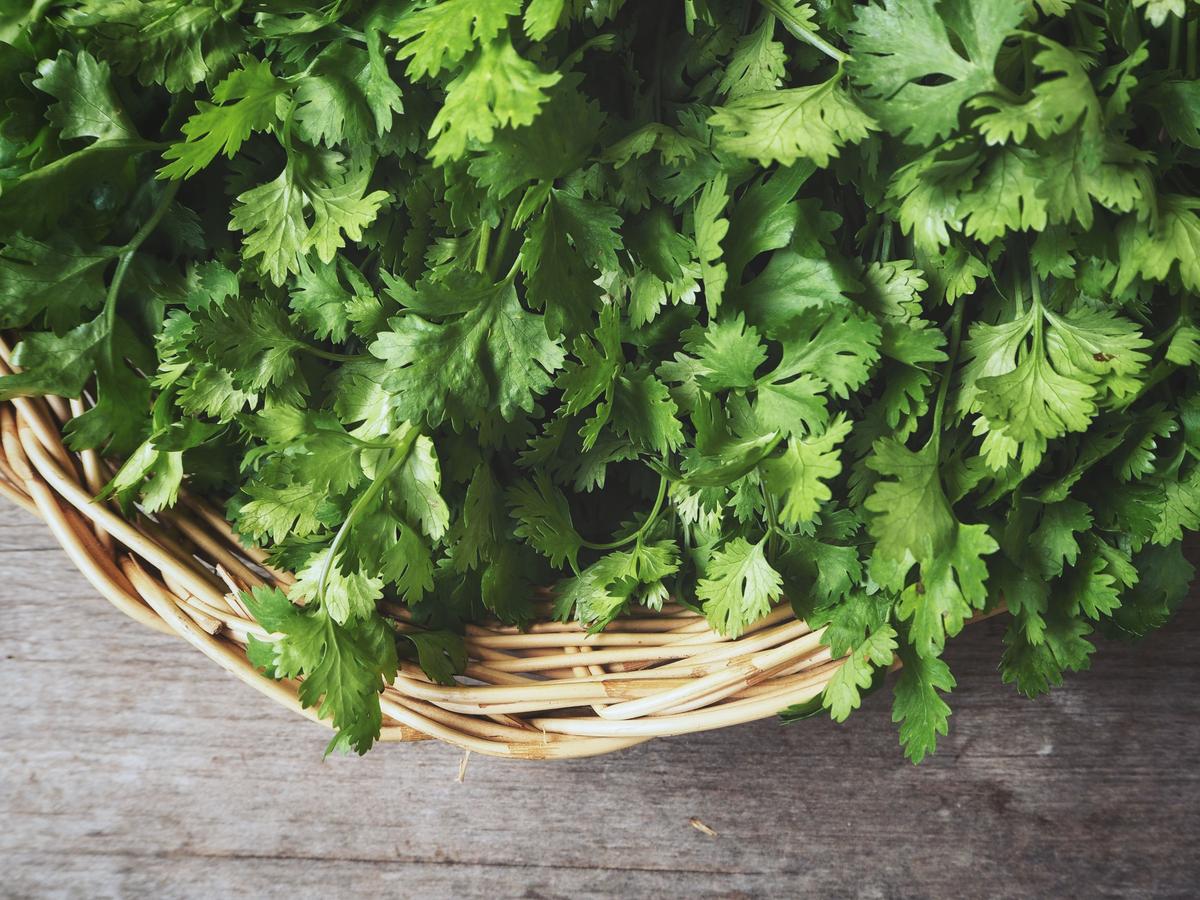 Cilantro: From Master Chelator to Anticonvulsant