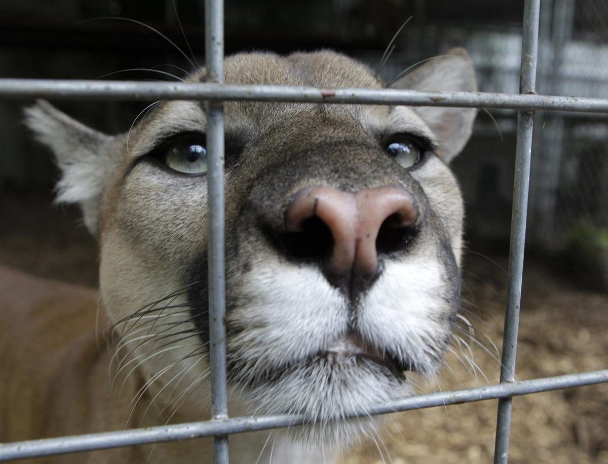One Person Taken to Hospital After Cougar Attack in Banff National Park