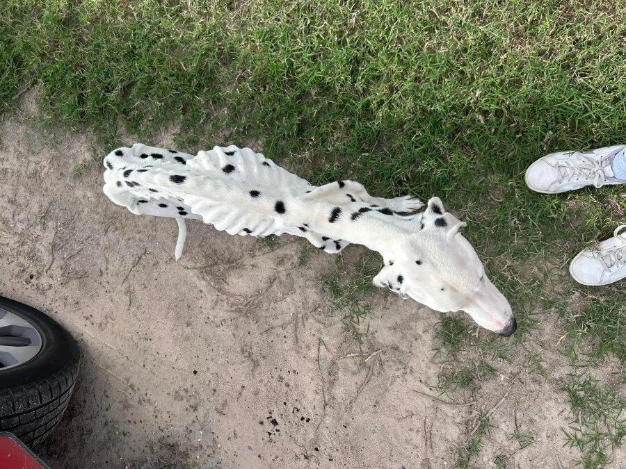 This emaciated Dalmatian was rescued at the southern border (Photo by Yaqui Rescue of Texas)