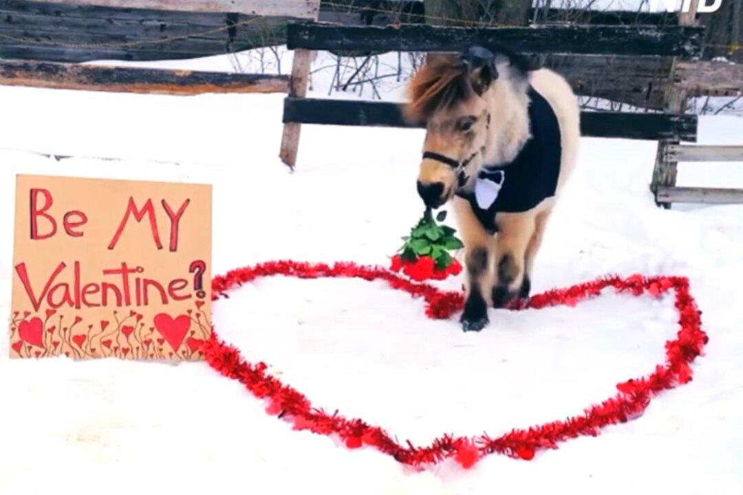 Mini Horse Dressed in Tuxedo Carries Bunch of Roses in His Mouth for Valentine’s Day
