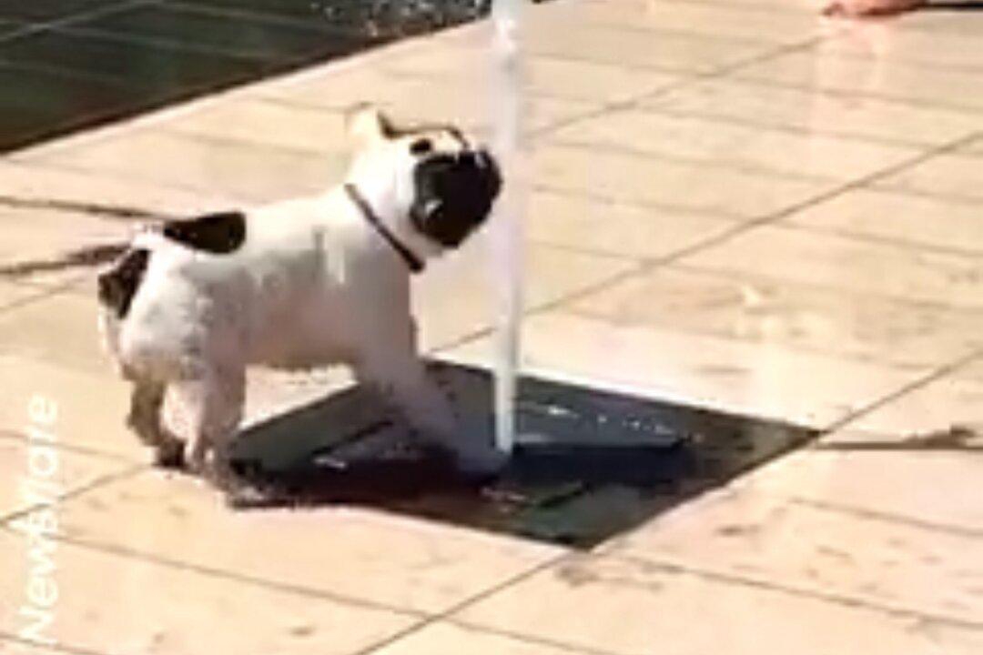 French Bulldog Gets Soaked Trying to Block Street Fountain