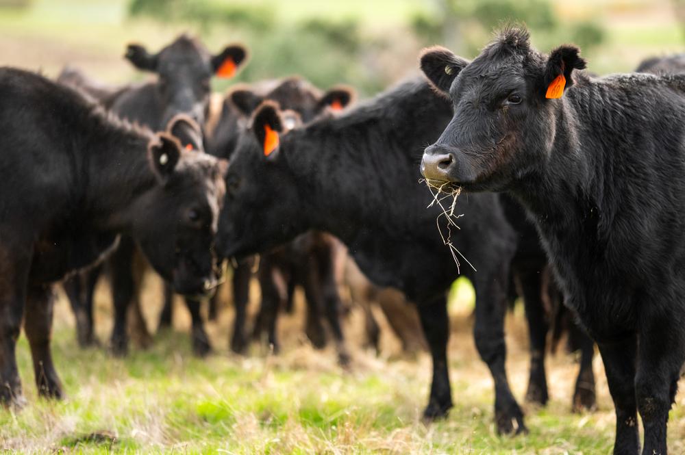 A benefit of buying meat directly from a farmer is knowing how the animals were raised. (William Edge/Shutterstock)
