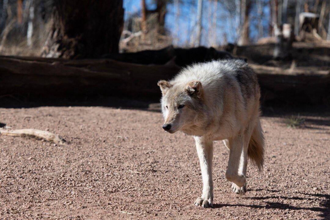 Wolves Kill 18 Livestock Animals in California