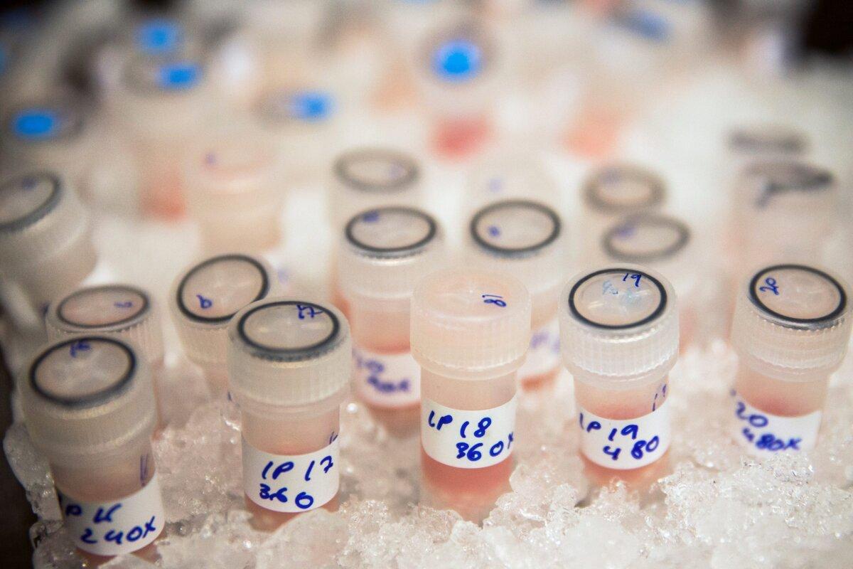 Vials containing biological samples are stored on ice to keep them fresh before being analysed to see how they are affected by chemotherapy drugs at the Cancer Research UK Cambridge Institute in Cambridge, England, on Dec. 9, 2014. (Dan Kitwood/Getty Images/Cancer Research UK)