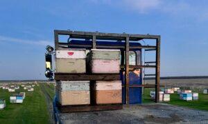 96 Beehives Stolen From Fresno County Field off I-5