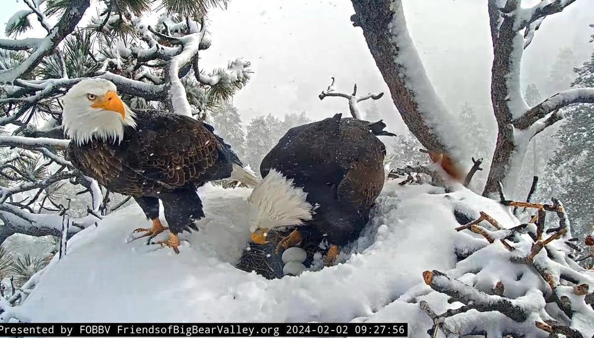 (Courtesy of Big Bear Valley and Big Bear Eagle Nest Cam)