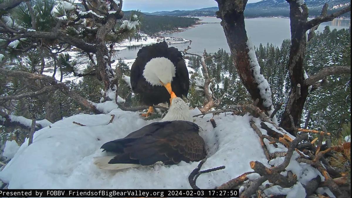(Courtesy of Big Bear Valley and Big Bear Eagle Nest Cam)